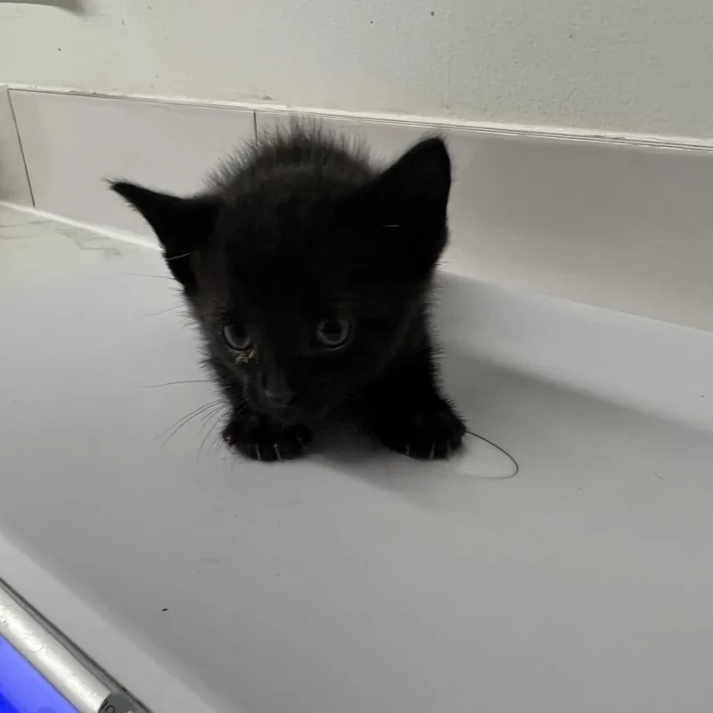 A baby small-sized male Black Domestic Short Hair cat named Emberon for adoption in St. Louis, MO