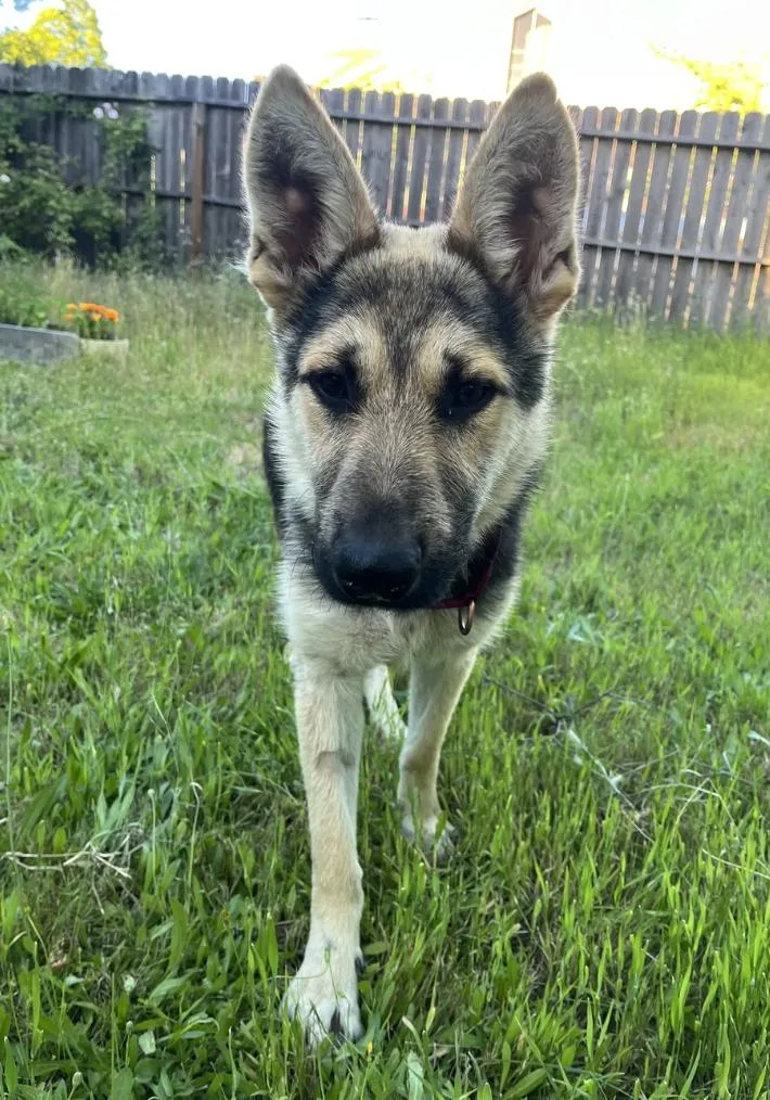 A baby medium-sized male Tricolor (Brown, Black, & White) German Shepherd Dog dog named Theon for adoption in Davis, CA