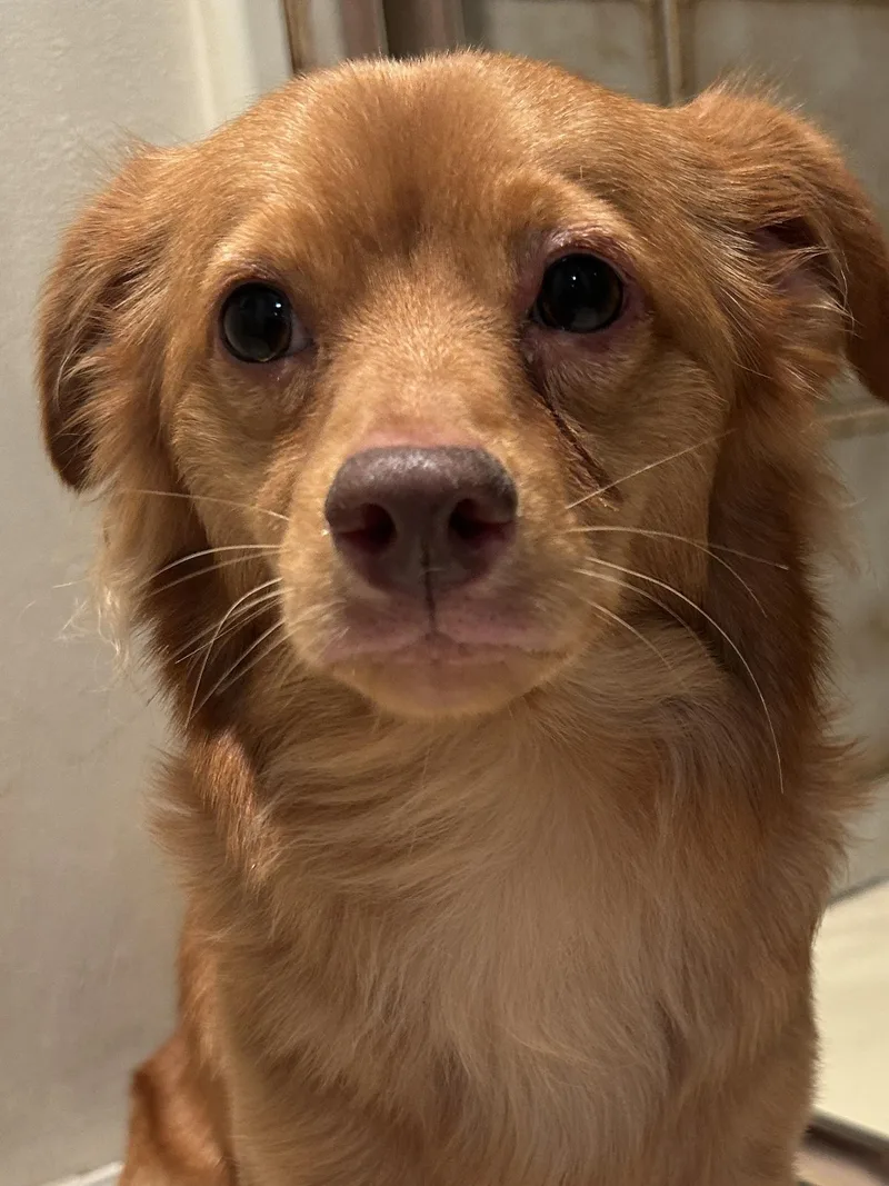 A young small-sized male Pomeranian dog named Pumpkin for adoption in El Cajon, CA
