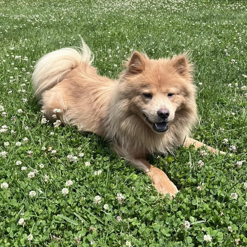 An adult medium-sized female Apricot / Beige Chow Chow dog named Momo for adoption in West Jefferson, OH