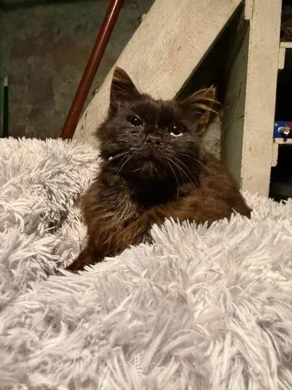 An adult medium-sized male Domestic Medium Hair cat named Pete for adoption in Berwick, PA