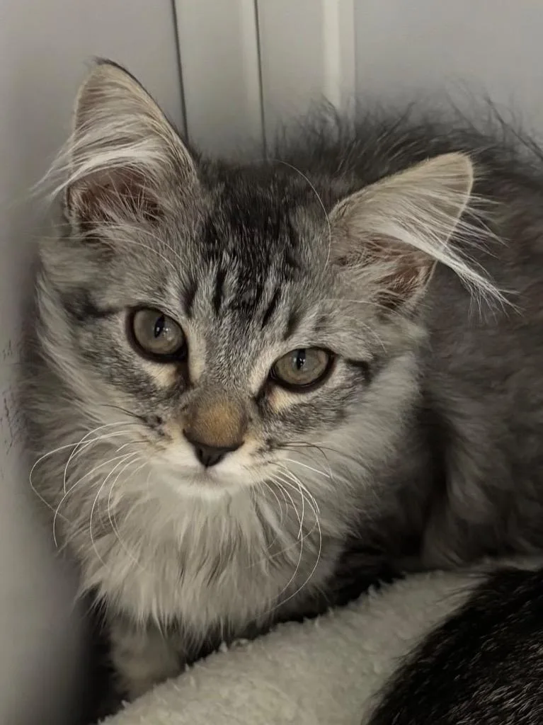 A baby medium-sized male Domestic Long Hair cat named Lucky Day for adoption in Peoria, AZ
