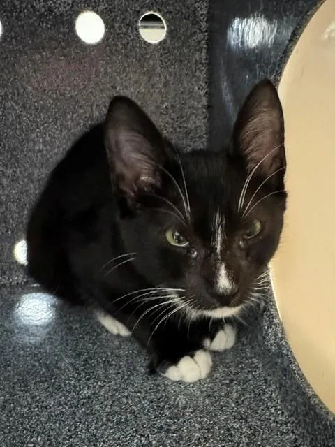 A baby small-sized female Domestic Short Hair cat named Emma for adoption in Naples, FL