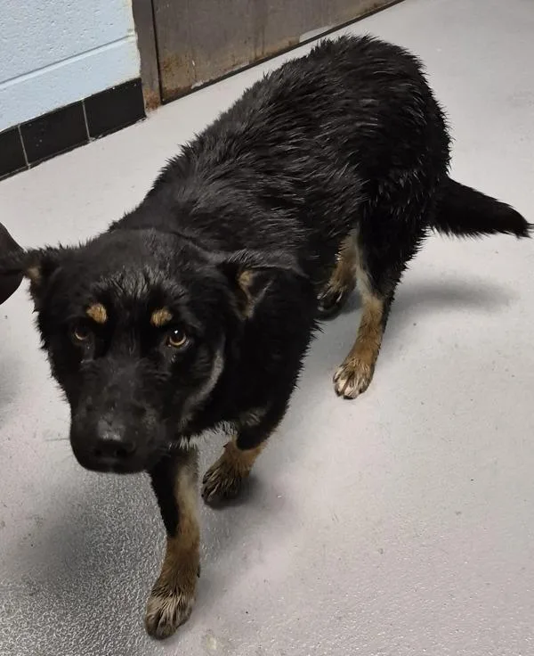 A young large-sized male Shepherd dog named Pen  Pemberton for adoption in Lawrenceville, GA
