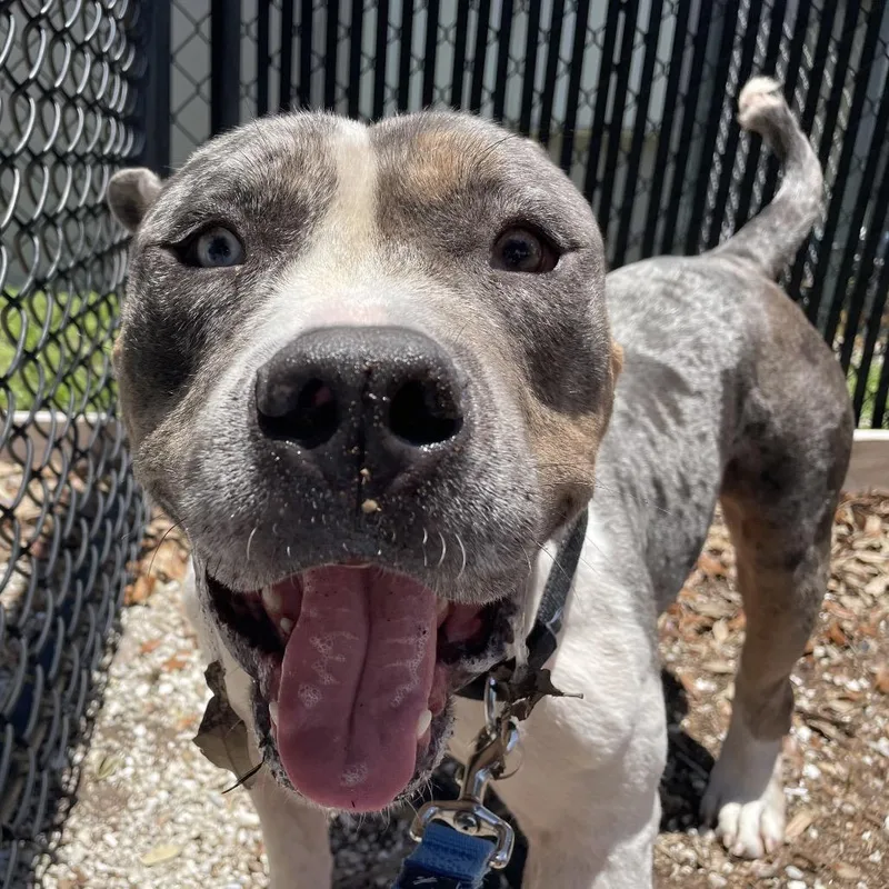 An adult medium-sized male Gray / Blue / Silver Mixed Breed dog named Mickey for adoption in West Palm Beach, FL