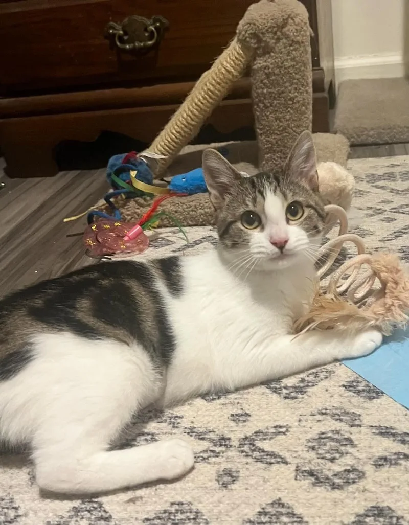 A baby small-sized female Gray & White Domestic Short Hair cat named Minnie Moo for adoption in Woodmere, NY