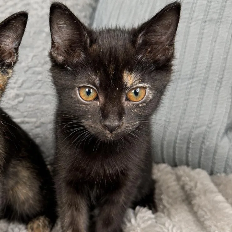 A baby small-sized female Black Domestic Short Hair cat named Pru for adoption in Chapel Hill, NC