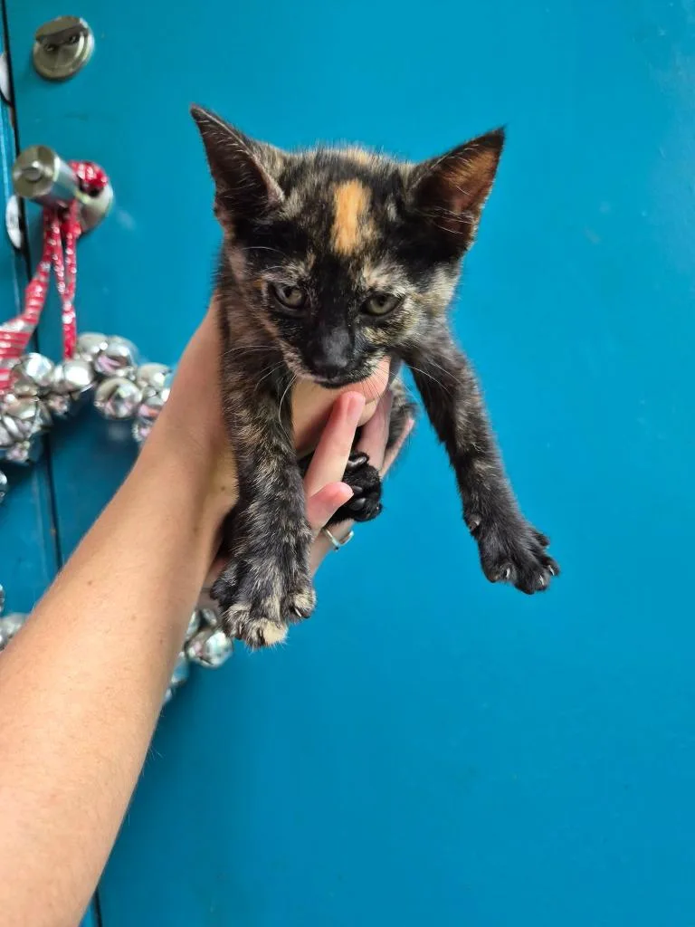 A baby medium-sized female Calico cat named Truffles for adoption in Center, TX