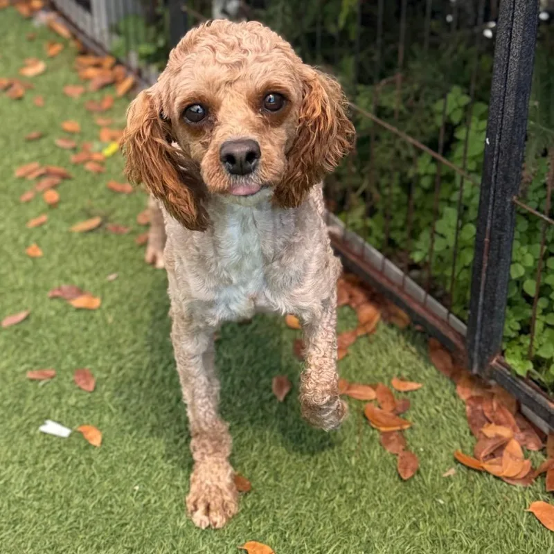 Fletcher thumbnail 3