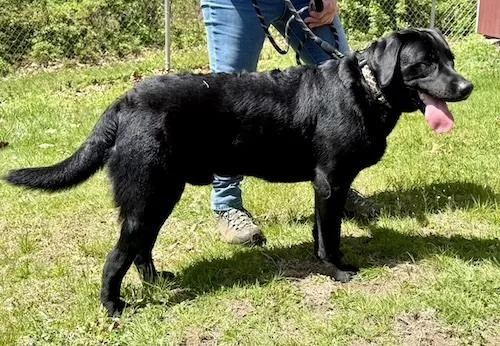 A young large-sized male Black Labrador Retriever dog named Odin for adoption in Killingworth, CT