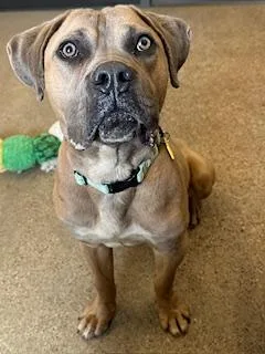 A baby medium-sized male Yellow / Tan / Blond / Fawn Mastiff dog named Helmet for adoption in Cleveland, OH