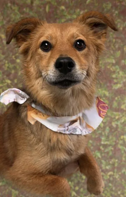 An adult small-sized male Terrier dog named Mint Julep for adoption in San Antonio, TX