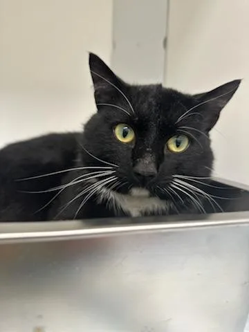 A young medium-sized male Black & White / Tuxedo Domestic Short Hair cat named Fedex for adoption in Manassas, VA