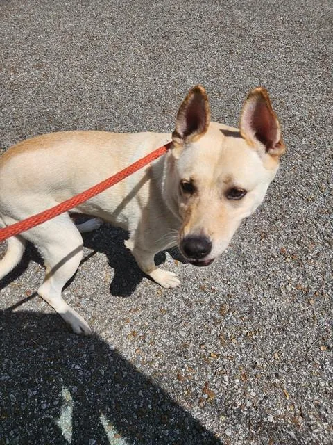 A young medium-sized female Carolina Dog dog named Farrah for adoption in Huntsville, AL