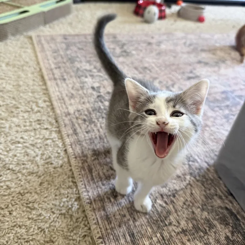 Mrs Peacock thumbnail 4