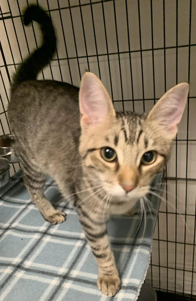 A baby medium-sized female Tabby (Brown / Chocolate) Domestic Short Hair cat named Gamora for adoption in Milwaukee, WI