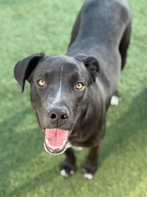 A young medium-sized male Mixed Breed dog named Artie for adoption in Dallas, TX