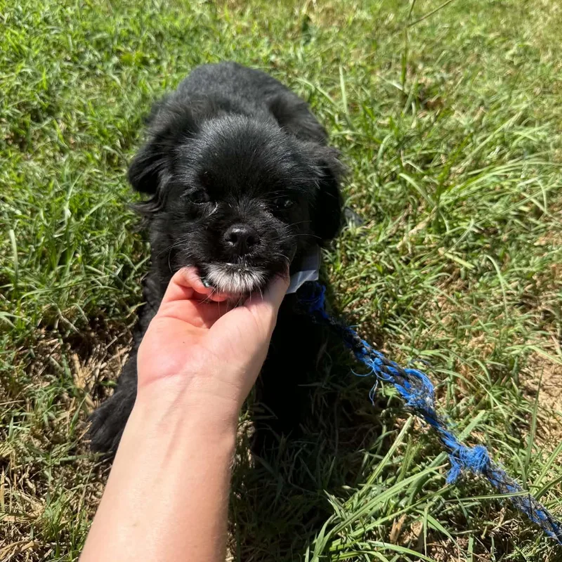A baby small-sized male Chihuahua dog named Amren for adoption in Greenville, SC