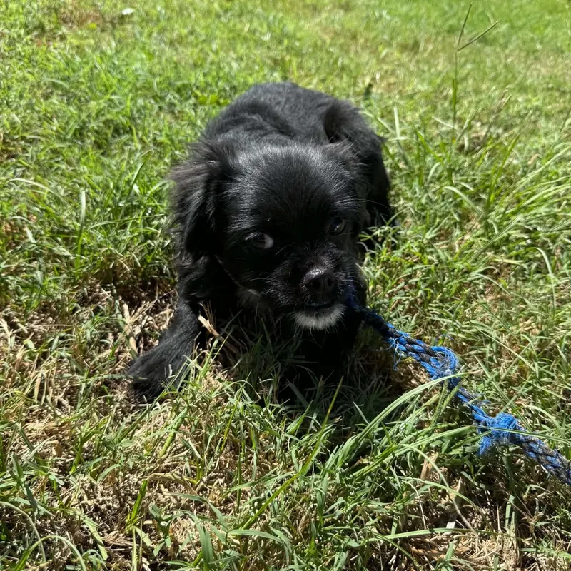 Amren thumbnail 5