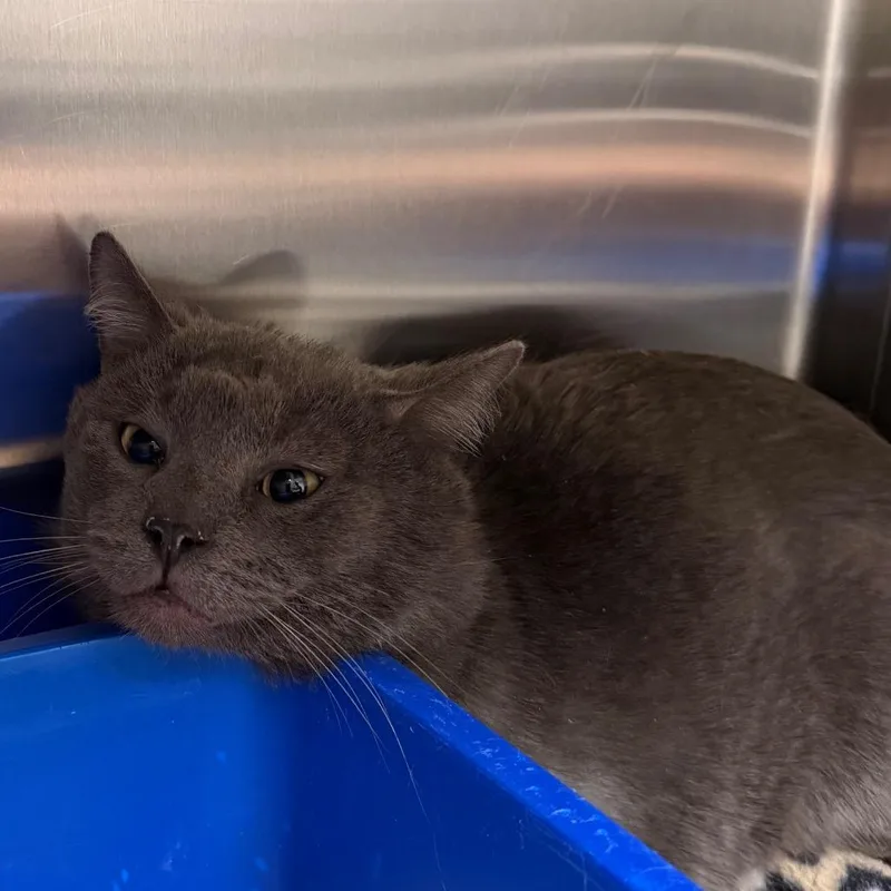 An adult small-sized male Gray / Blue / Silver Domestic Short Hair cat named Coal for adoption in Cody, WY