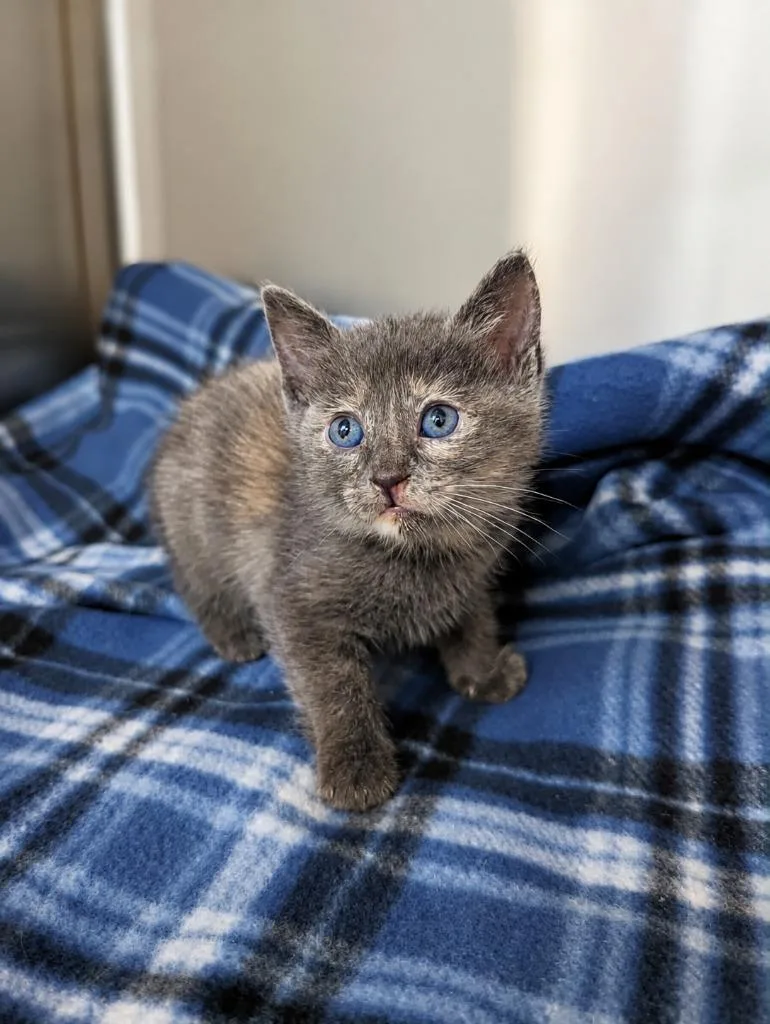 A baby medium-sized female Domestic Short Hair cat named Jade for adoption in Seven Points, TX