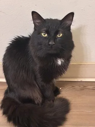 An adult large-sized male Domestic Medium Hair cat named Sebastian for adoption in West Chester, PA