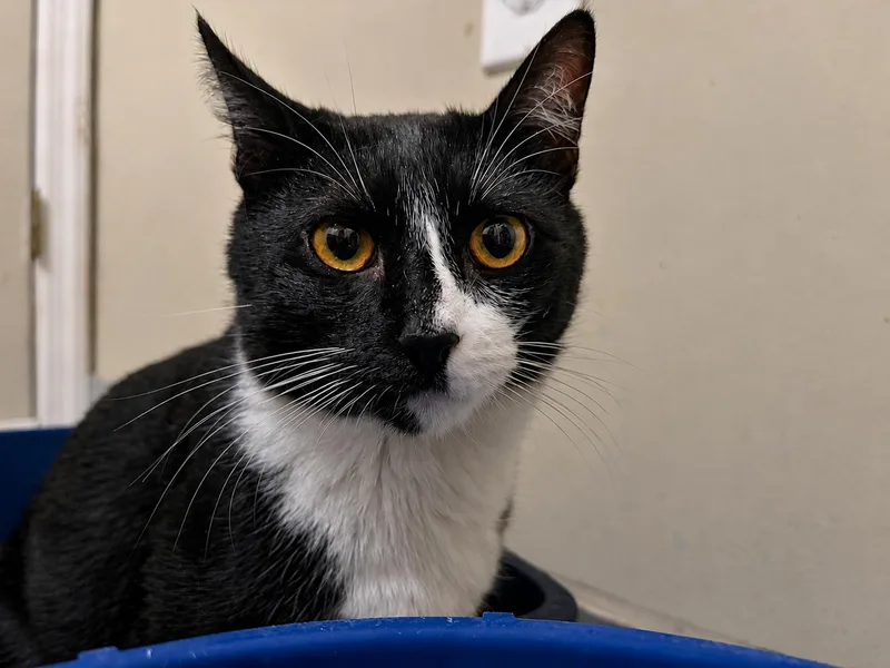A young small-sized male Black & White / Tuxedo Domestic Short Hair cat named Ryan for adoption in Bloomfield, NJ