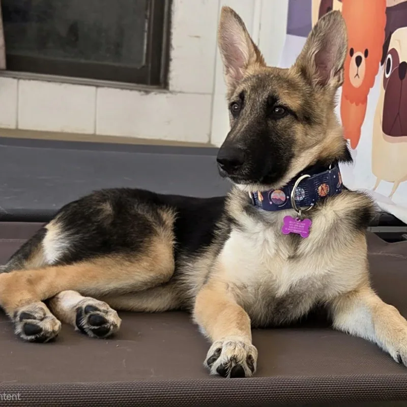A young medium-sized male Sable German Shepherd Dog dog named Whiskey for adoption in O'Fallon, MO