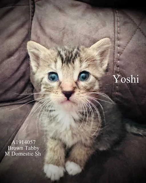A baby small-sized male Domestic Short Hair cat named Yoshi for adoption in Riverside, CA