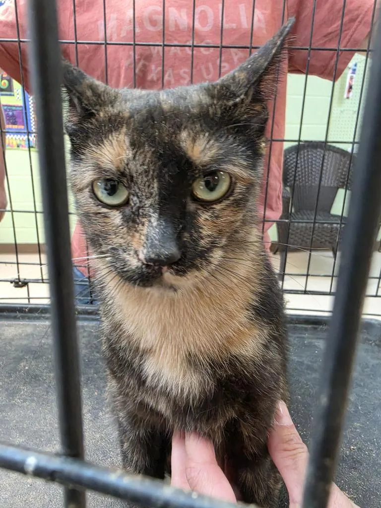 A young medium-sized female Domestic Short Hair cat named Zoe for adoption in Burnsville, NC