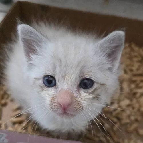 A baby medium-sized male Seal Point Siamese cat named Martin for adoption in Tampa, FL