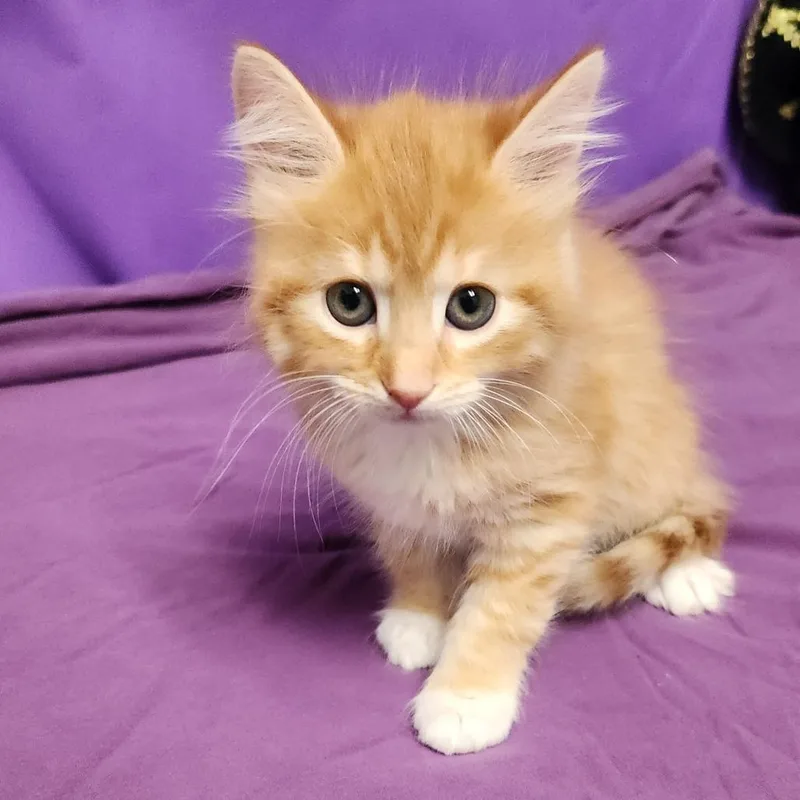 A baby small-sized female Orange / Red Domestic Medium Hair cat named Flossie for adoption in North Myrtle Beach, SC