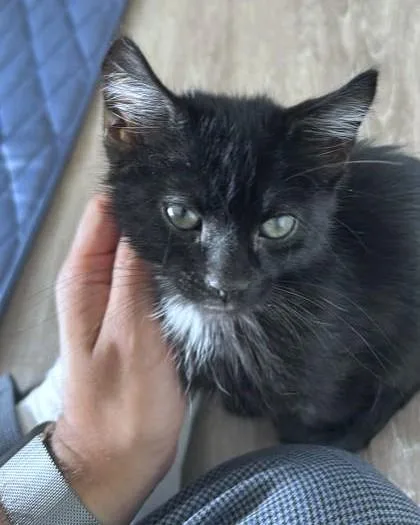 A baby small-sized male Domestic Short Hair cat named Firefly for adoption in Washington, DC