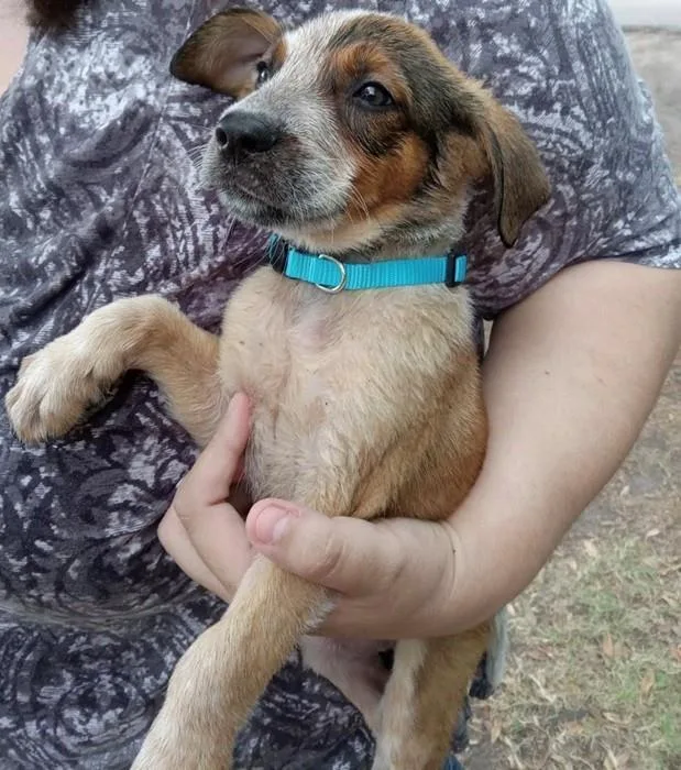 An adult medium-sized male Black Mouth Cur dog named Zeus for adoption in Rockwall, TX