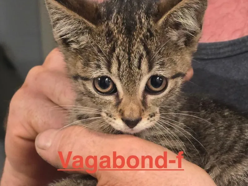 Vagabond