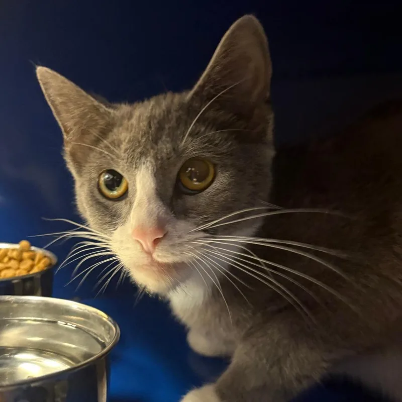A young medium-sized female Gray / Blue / Silver Domestic Short Hair cat named Censi  U for adoption in Tupelo, MS