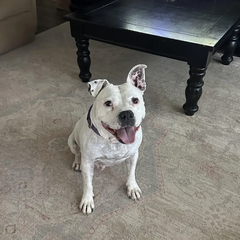 A young medium-sized female White / Cream American Staffordshire Terrier dog named Freckles for adoption in Spring, TX