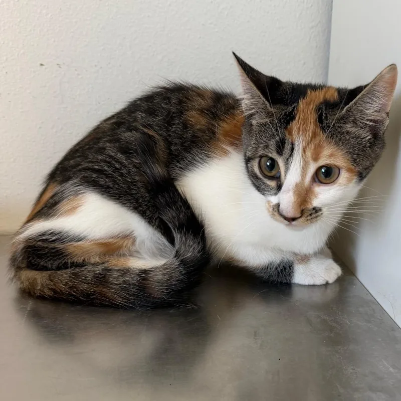A baby small-sized female Calico Domestic Short Hair cat named Elowen for adoption in Floresville, TX