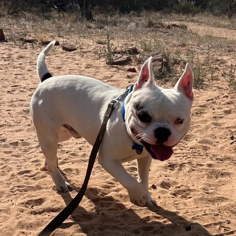 An adult medium-sized male White / Cream French Bulldog dog named Hugh Hammer for adoption in Branford, CT