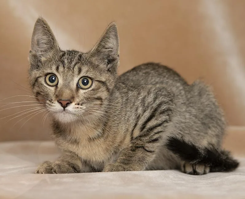 A baby medium-sized male Tabby (Brown / Chocolate) Domestic Short Hair cat named Monty for adoption in Chicago, IL