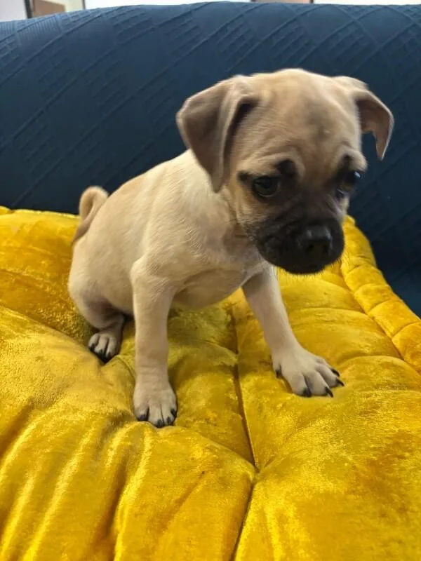 A baby small-sized female Yellow / Tan / Blond / Fawn Pug dog named Hug the Pug for adoption in Van Nuys, CA