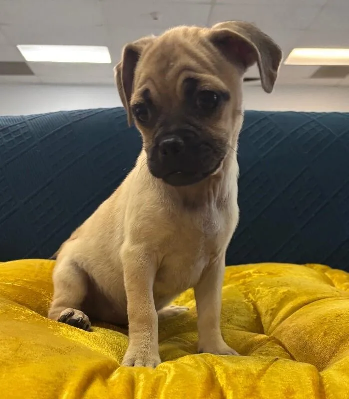 Hug the Pug thumbnail 2