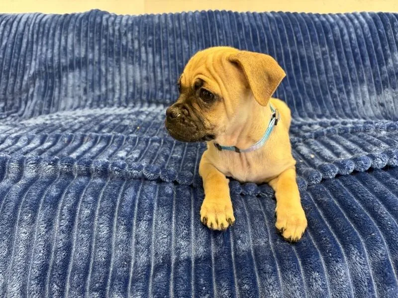 Hug the Pug thumbnail 3