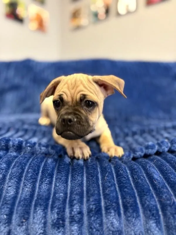 Hug the Pug thumbnail 4