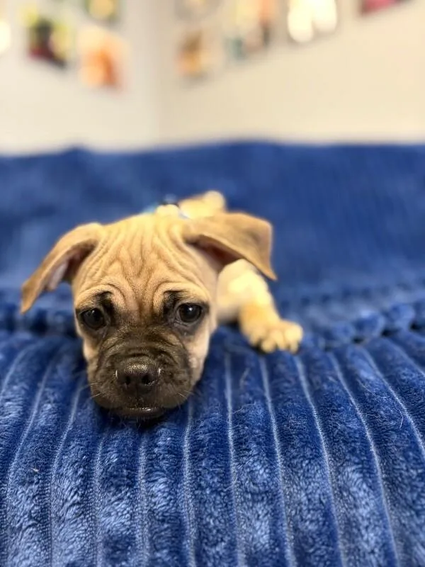 Hug the Pug thumbnail 5