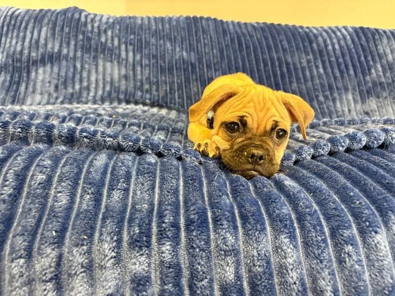 Hug the Pug thumbnail 6