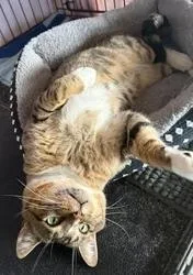 An adult small-sized male Domestic Short Hair cat named Kris Kringle for adoption in San Diego, CA