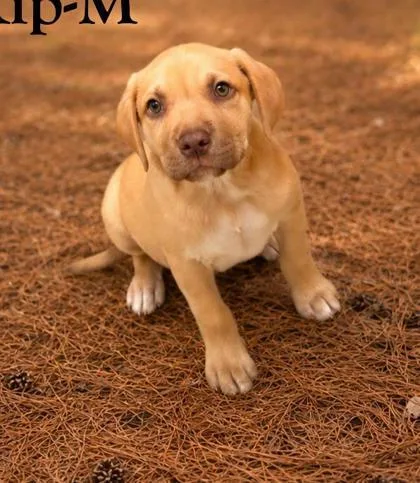 A baby medium-sized male Labrador Retriever dog named Kip for adoption in Guntersville, AL