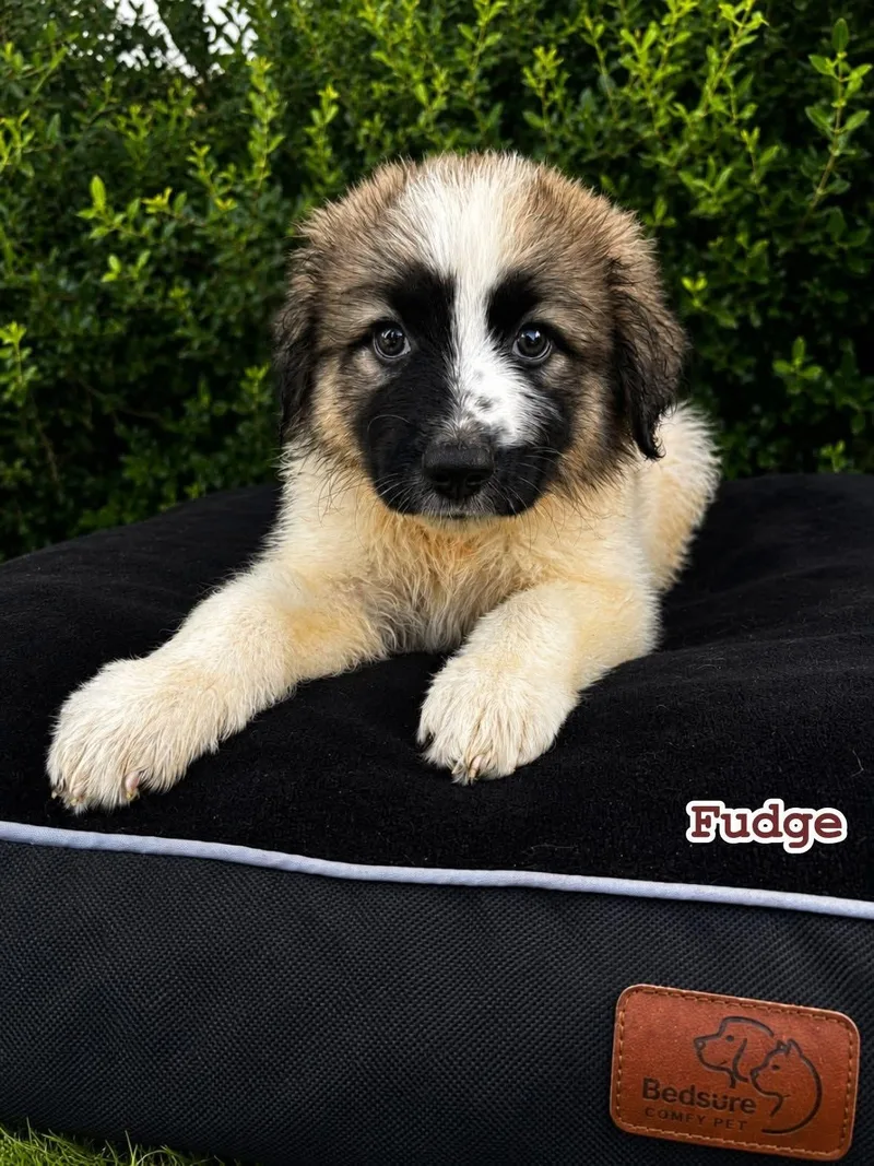 Fudge  Dessert Litter