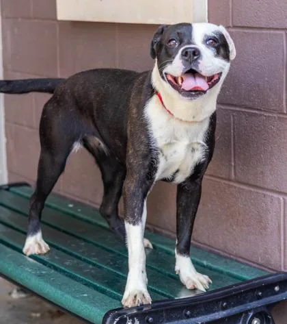 An adult large-sized female Mixed Breed dog named Kaleva for adoption in Chamblee, GA